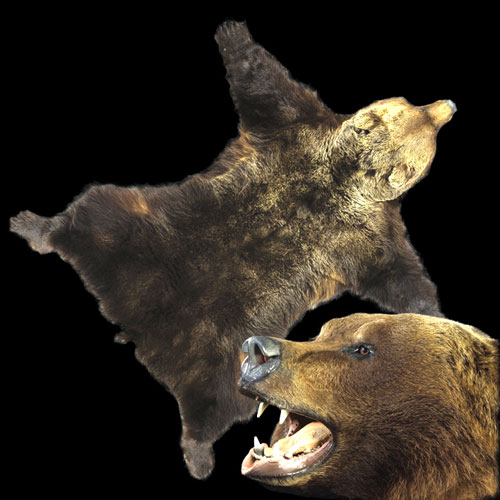 шкура бурого медведя